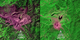 In 1980, Mount St. Helens roared back into major activity with a massive eruption that leveled surrounding forest, blasted away over a thousand feet of the mountain's summit, and claimed 57 human lives.  This short video shows the catastrophic eruption - and the amazing recovery of the surrounding ecosystem - through the eyes of the Landsat satellites, which have been imaging our planet for almost forty years.   By observing red, near-infrared, and green wavelengths of light reflected off the surface, it is possible to distinguish healthy vegetation (in green) from bare ground (in magenta).  Music: Running by Dirk Ehlert [BMI], Guillermo De La Barreda [BMI]  Watch this video on the  NASA Goddard YouTube channel .